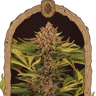 Strawberry Cola Auto (Exotic Seed) Feminiserade