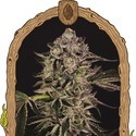 Quick Sherbet (Exotic Seed) Feminiserade