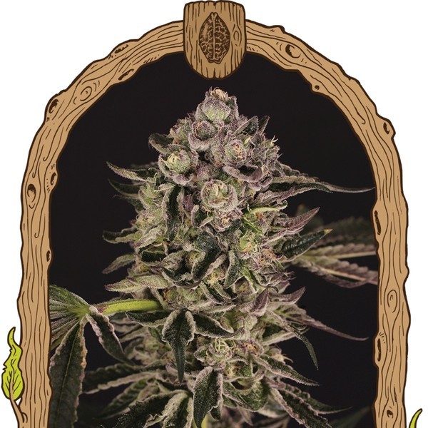 Quick Sherbet (Exotic Seed) Feminiserade