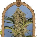 Herz OG Auto (Exotic Seed) Feminiserade