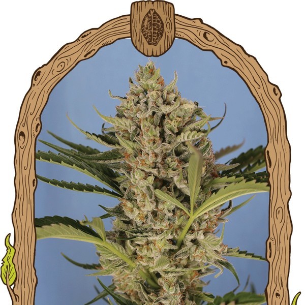 Herz OG Auto (Exotic Seed) Feminiserade