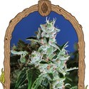 Purple Shot (Exotic Seed) Feminiserade