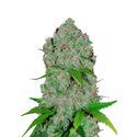 Orange Sherbet Auto (FastBuds) Feminiserade