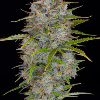 Orange Sherbet Auto (FastBuds) Feminiserade