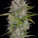 Orange Sherbet Auto (FastBuds) Feminiserade