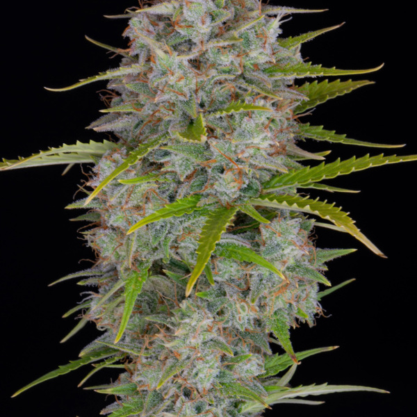 Orange Sherbet Auto (FastBuds) Feminiserade