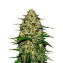 Wedding Cheesecake Auto (FastBuds) Feminiserade