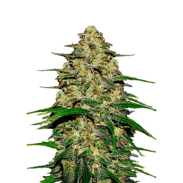 Wedding Cheesecake Auto (FastBuds) Feminiserade