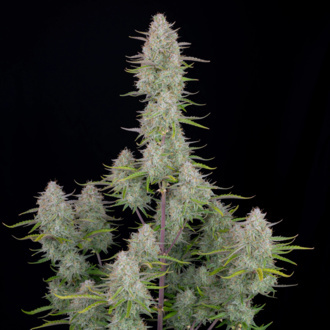Wedding Cheesecake Auto (FastBuds) Feminiserade
