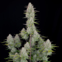 Wedding Cheesecake Auto (FastBuds) Feminiserade