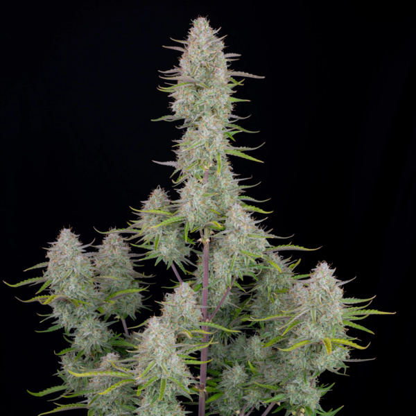 Wedding Cheesecake Auto (FastBuds) Feminiserade