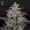 Banana Krumble (Greenhouse Seeds) Feminiserade