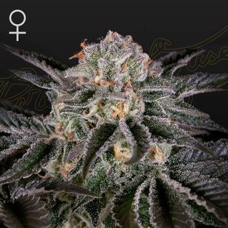Wonder Pie (Greenhouse Seeds) feminiserade