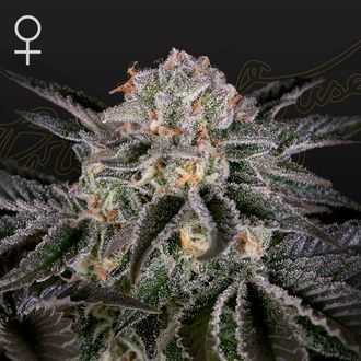 Wonder Pie (Greenhouse Seeds) Feminiserade