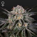 Wonder Pie (Greenhouse Seeds) Feminiserade