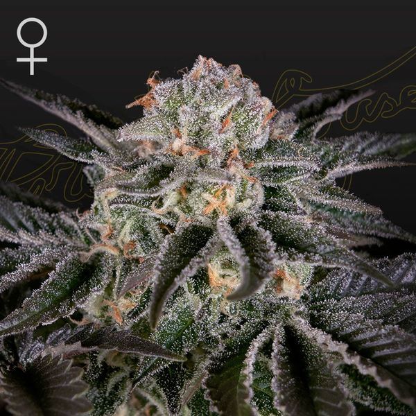 Wonder Pie (Greenhouse Seeds) Feminiserade