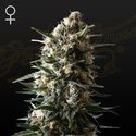 Bubba Slush (Greenhouse Seeds) Feminiserade