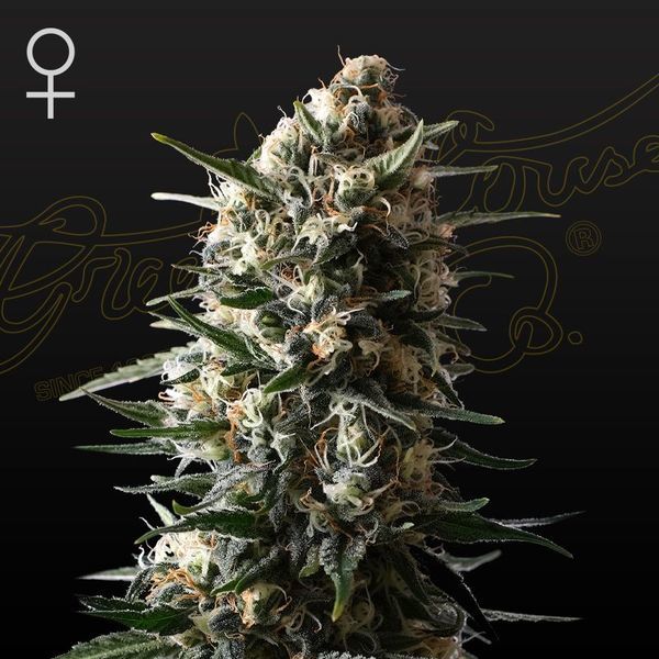Bubba Slush (Greenhouse Seeds) Feminiserade