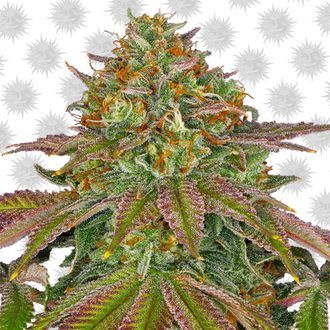 Wedding Cake (Barney's Farm) Feminiserade