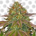 Wedding Cake (Barney's Farm) Feminiserade