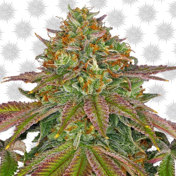 Wedding Cake (Barney's Farm) Feminiserade