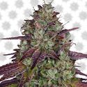 MIMOSA EVO (Barney's Farm) Feminiserade