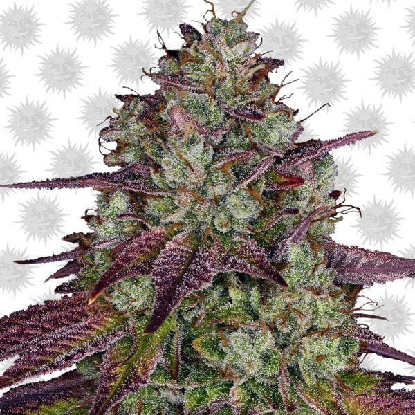 MIMOSA EVO (Barney's Farm) Feminiserade