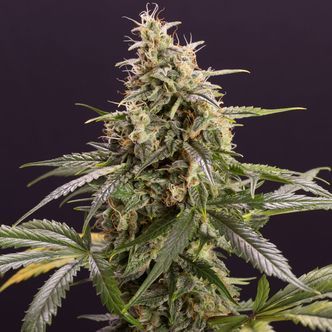 Chem-Bomb Auto (Humboldt Seed Company) feminiserade
