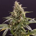 Chem-Bomb Auto (Humboldt Seed Organization) Feminiserade