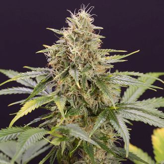 Chocolate Mint OG Auto (Humboldt Seed Organization) Feminiserade