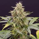 Chocolate Mint OG Auto (Humboldt Seed Organization) Feminiserade