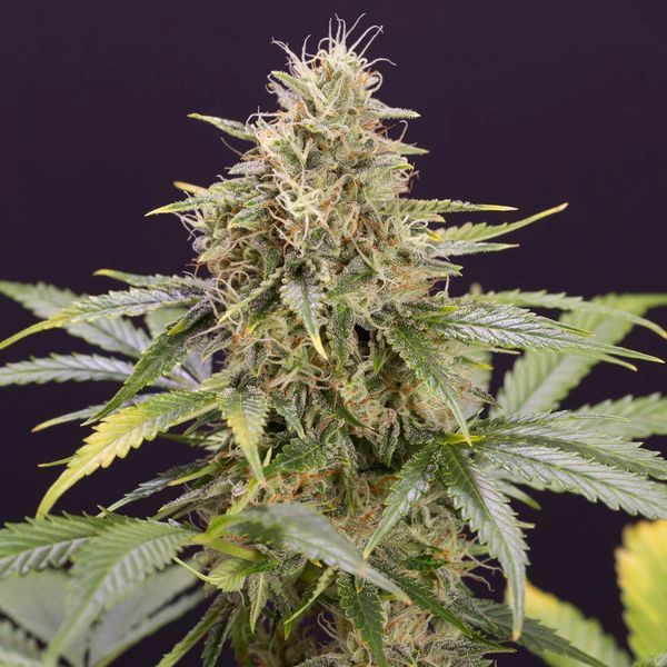 Chocolate Mint OG Auto (Humboldt Seed Organization) Feminiserade