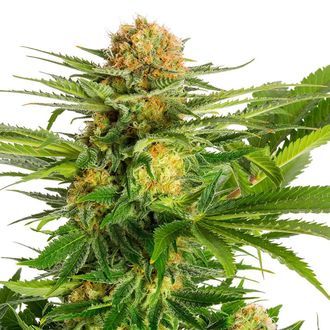 White Domina (Kannabia) Feminiserade