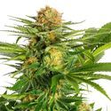 White Domina (Kannabia) Feminiserade