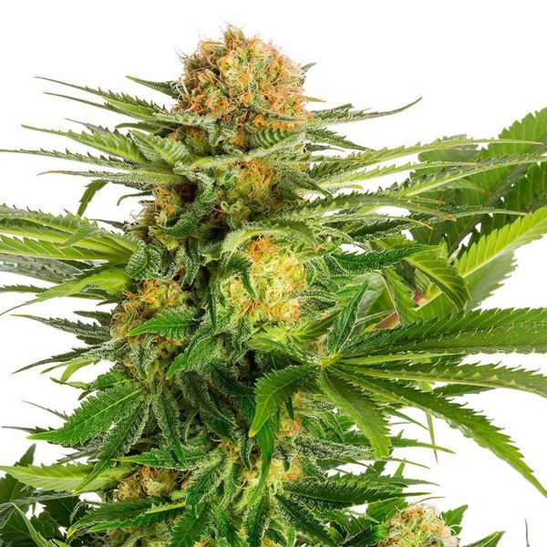 White Domina (Kannabia) Feminiserade