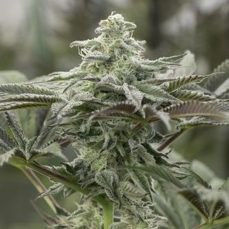 Lemon Citron (Humboldt Seed Company) feminiserade