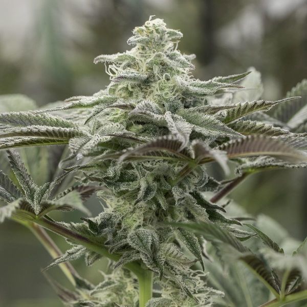 Lemon Citron (Humboldt Seed Organization) Feminiserade