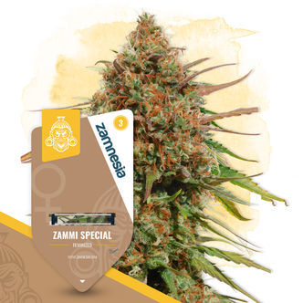 Zammi Special (Zamnesia Seeds) feminiserade