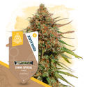 Zammi Special (Zamnesia Seeds) Feminiserade