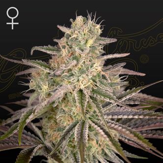 Cloud Walker (Greenhouse Seeds) feminiserade cannabisfr&ouml;n