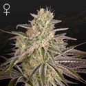 Cloud Walker (Greenhouse Seeds) Feminiserade