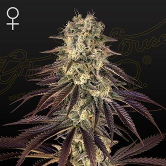 Kong's Krush (Greenhouse Seeds) feminiserade