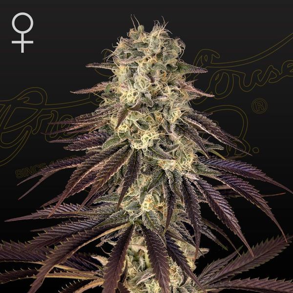 Kong's Krush (Greenhouse Seeds) Feminiserade
