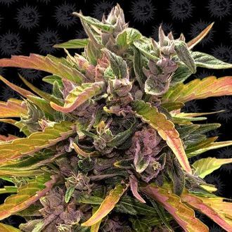 GG#4 Auto (Barney's Farm) Feminiserade