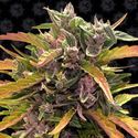 GG#4 Auto (Barney's Farm) Feminiserade