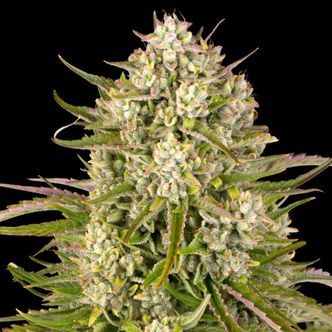 Wedding Cake Auto (Barney's Farm) feminiserade