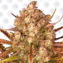 Dos Si Dos Auto (Barney's Farm) Feminiserade