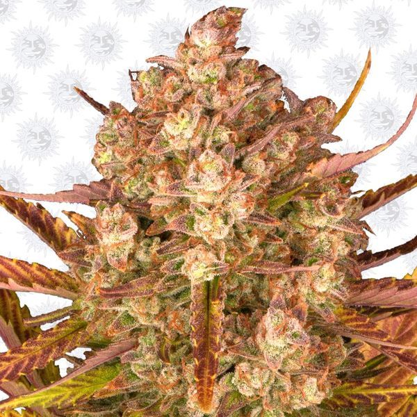 Dos Si Dos Auto (Barney's Farm) Feminiserade