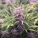 Gorilla Zkittlez Auto (Barney's Farm) Feminiserade