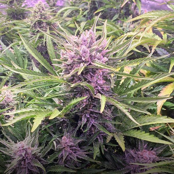 Gorilla Zkittlez Auto (Barney's Farm) Feminiserade